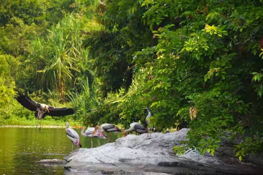 Best Bird Watching Spots in Coorg for Nature Enthusiasts