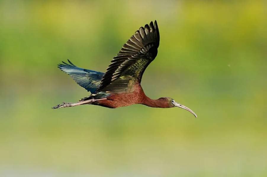 Best Bird Watching Places in Bharatpur for Nature Lovers