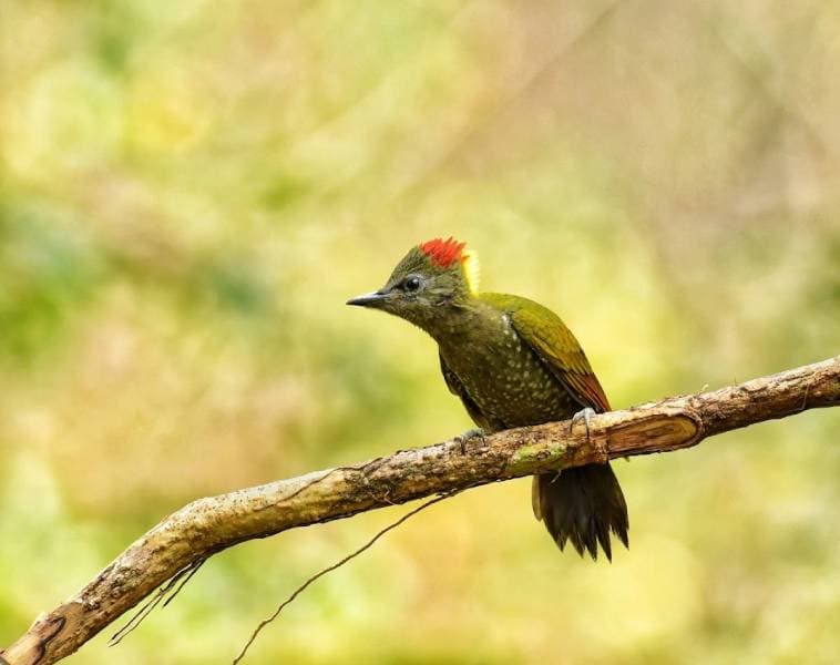 Bird Watching in Thattekad: Hidden Paradise for Bird Lovers